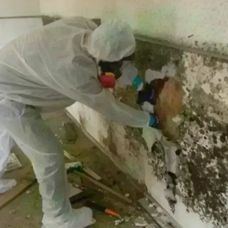 Mold Remediation and Removal in Brandenburg, KY